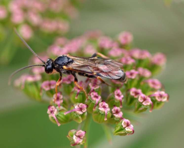 Ichneumonidae da id.